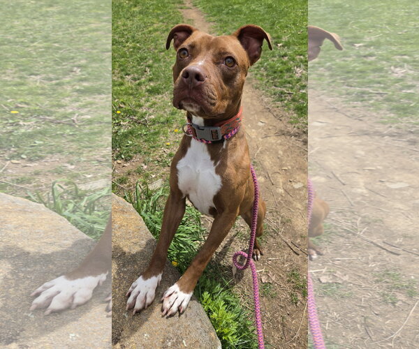 Medium Photo #1 Mutt Puppy For Sale in Rockaway, NJ, USA