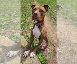 Mutt Dogs for adoption in Rockaway, NJ, USA