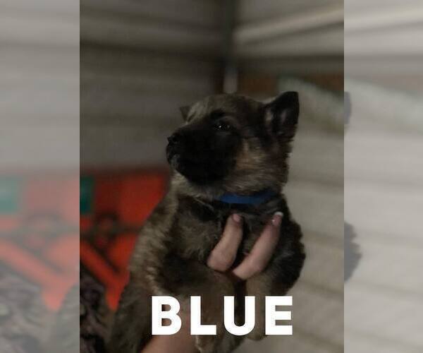 Medium Photo #7 German Shepherd Dog Puppy For Sale in BENNETTSVILLE, SC, USA