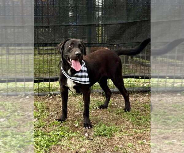 Medium Photo #3 Mutt Puppy For Sale in Abbeville, LA, USA
