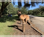 Small #8 Belgian Malinois