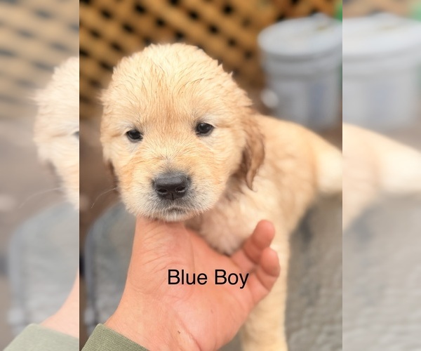 Medium Photo #11 Golden Retriever Puppy For Sale in CHIPPEWA FALLS, WI, USA