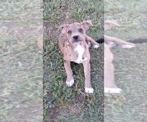 Bo-Dach Puppy for sale in TRIBUNE, KS, USA