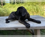 Small #5 Cane Corso