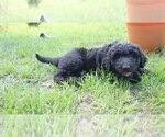 Small Photo #22 Aussiedoodle Puppy For Sale in CONWAY, SC, USA