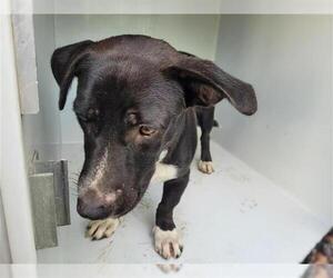 Doxie-Pin Dogs for adoption in Houston, TX, USA