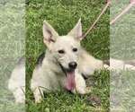 Small #5 Mutt
