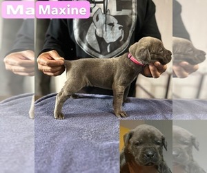 Cane Corso Puppy for sale in MOUNT MORRIS, MI, USA