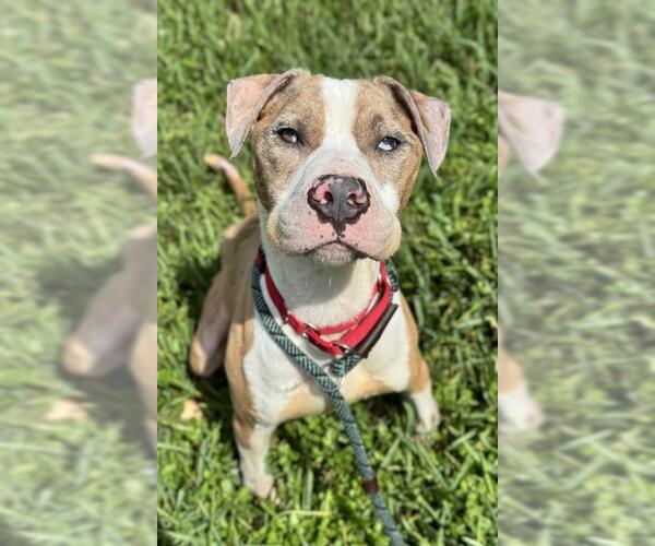 Medium Photo #3 American Staffordshire Terrier Puppy For Sale in Fort Lauderdale, FL, USA