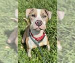 Small #2 American Staffordshire Terrier