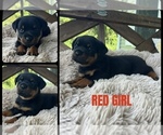Small Rottweiler