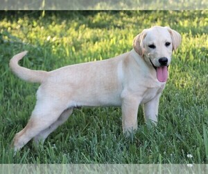 Labrador Retriever Puppy for sale in SYRACUSE, IN, USA