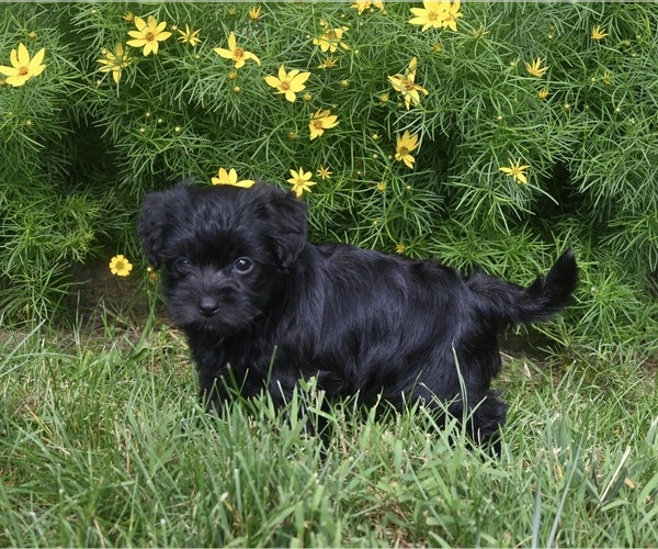 Medium Photo #1 YorkiePoo Puppy For Sale in MILLERSBURG, OH, USA