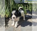 Puppy Jetsan Tibetan Terrier