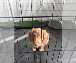 Dachshund Puppy for sale in MIAMI, FL, USA