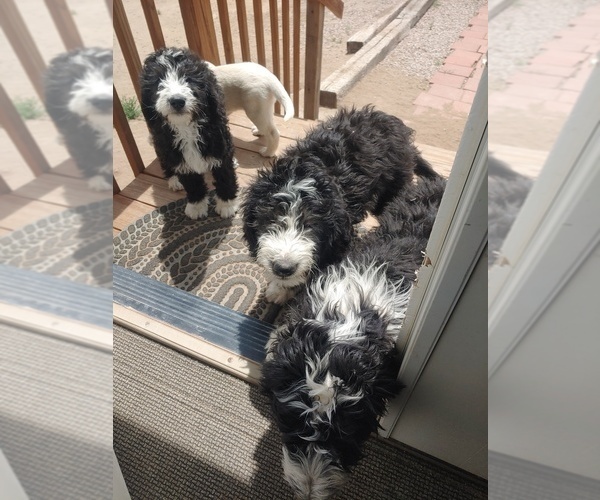 Medium Photo #16 Bernedoodle Puppy For Sale in CALHAN, CO, USA