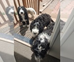 Small #15 Bernedoodle