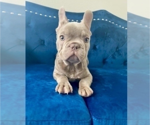 Medium Photo #14 French Bulldog Puppy For Sale in KANSAS CITY, MO, USA