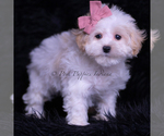 Small Photo #98 Maltipoo (Miniature) Puppy For Sale in WARSAW, IN, USA