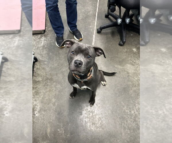 Medium Photo #4 American Pit Bull Terrier Puppy For Sale in Evansville, IN, USA