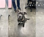 Small #3 American Pit Bull Terrier
