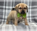 Small Photo #2 Puggle Puppy For Sale in LAKELAND, FL, USA
