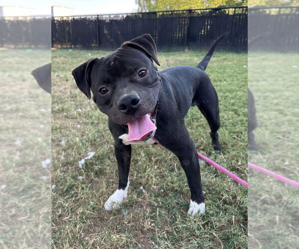 Medium Photo #3 Mutt Puppy For Sale in Evansville, IN, USA