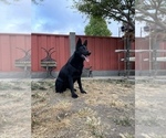 Small Photo #58 German Shepherd Dog Puppy For Sale in HAYWARD, CA, USA