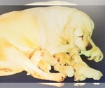 Small Labrador Retriever