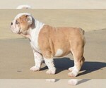 Small Photo #8 English Bulldog Puppy For Sale in STEPHENVILLE, TX, USA