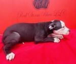Small #3 American Pit Bull Terrier