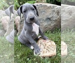 Small #2 Great Dane