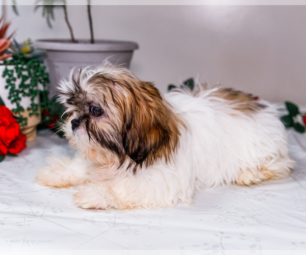 Medium Photo #39 Shih Tzu Puppy For Sale in WAKARUSA, IN, USA