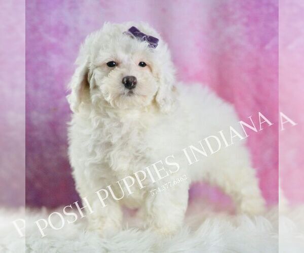Medium Photo #36 Poodle (Miniature) Puppy For Sale in WARSAW, IN, USA