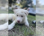 Small #15 Siberian Husky