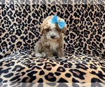Small #4 Cockapoo (Miniature)