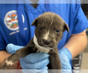 Mutt Dogs for adoption in San Bernardino, CA, USA