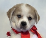 Puppy Baby Blue Eyes Pekingese-Pomsky Mix