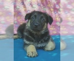 Small Photo #5 German Shepherd Dog Puppy For Sale in BRITTONS NECK, SC, USA
