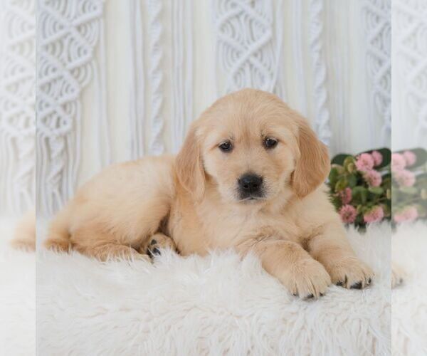 Medium Photo #6 Golden Retriever Puppy For Sale in NEWPORT, PA, USA