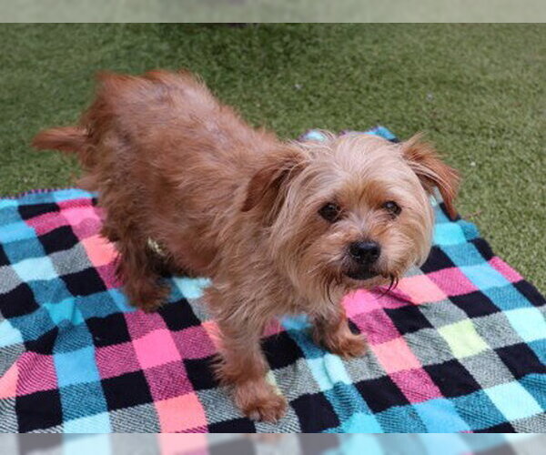 Medium Photo #2 Norfolk Terrier-Unknown Mix Puppy For Sale in Rockaway, NJ, USA