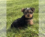 Small #2 Yorkshire Terrier