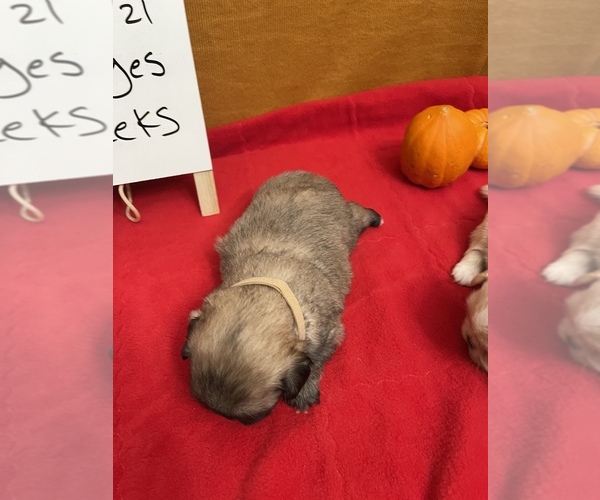 Medium Photo #9 Pekingese Puppy For Sale in PLANO, TX, USA