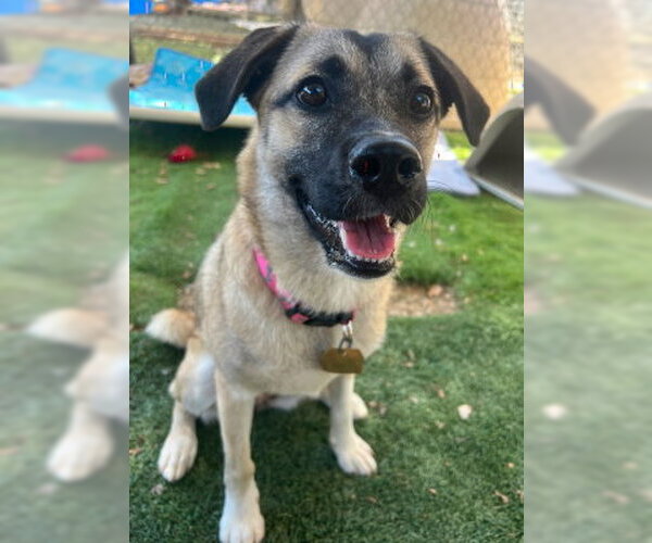 Medium Photo #3 Border Terrier-Pug Mix Puppy For Sale in Ventura, CA, USA