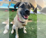 Small #2 Border Terrier-Pug Mix