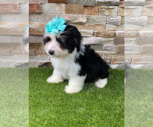 Medium Photo #2 Bernedoodle Puppy For Sale in KISSIMMEE, FL, USA