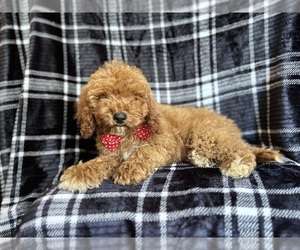 Cavapoo Puppy for sale in LAKELAND, FL, USA