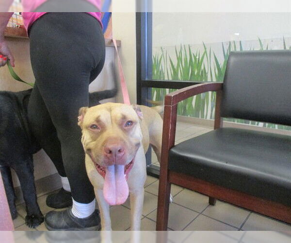 Medium Photo #1 American Bulldog-Labrador Retriever Mix Puppy For Sale in Ocala, FL, USA