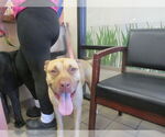 Small American Bulldog-Labrador Retriever Mix