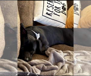 Dachshund Dogs for adoption in Sioux Falls, SD, USA